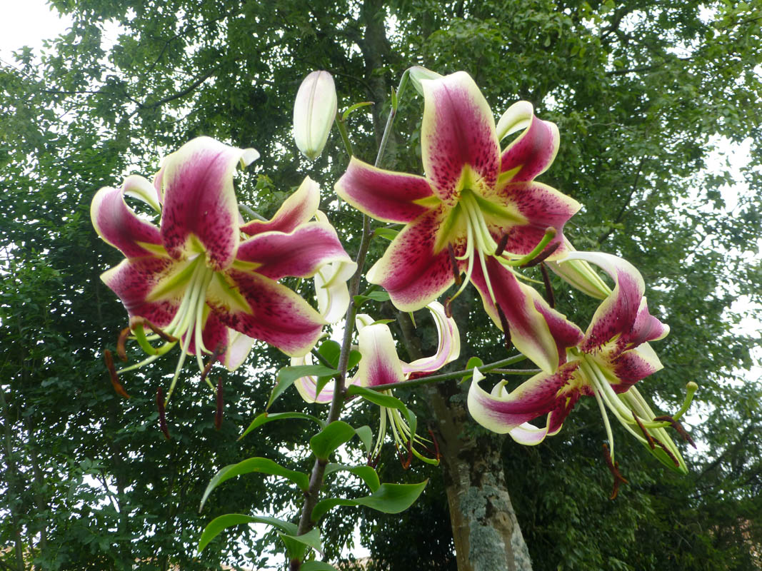 Lilium x orientalis 'Star Gazer' photo